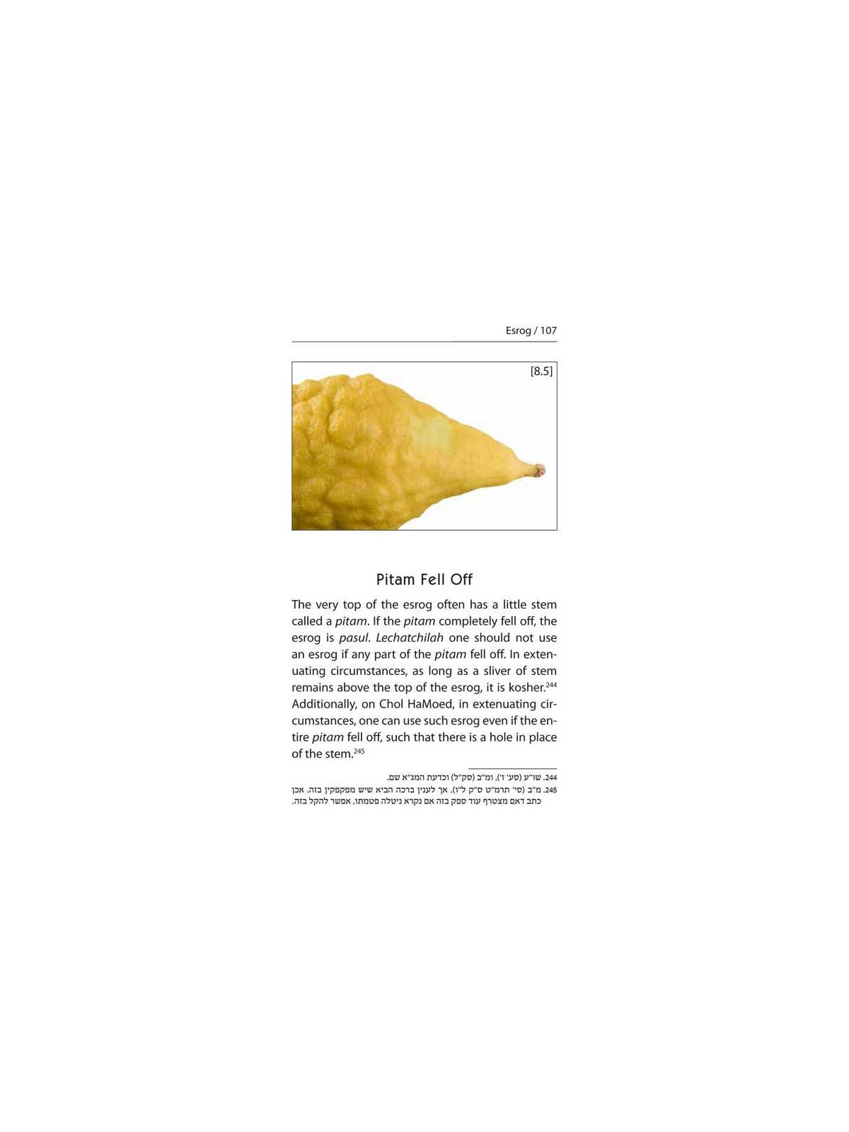 Halachic Handbook: The Laws of the Succah and Four | Sukkot | Judaica
